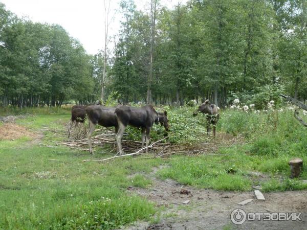 Сумароковская лосиная ферма (Россия, Костромская область) фото