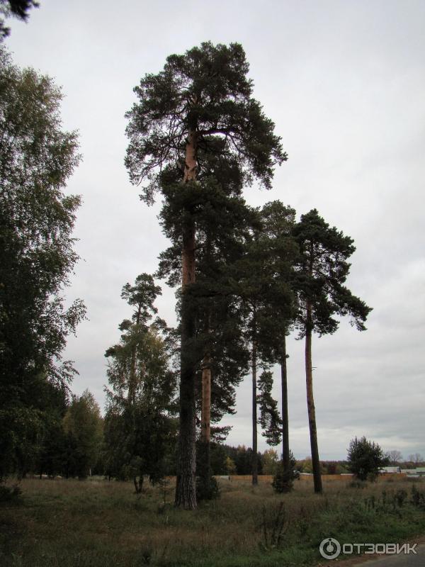 Рождество-Богородичный Санаксарский мужской монастырь (Россия, Мордовия) фото