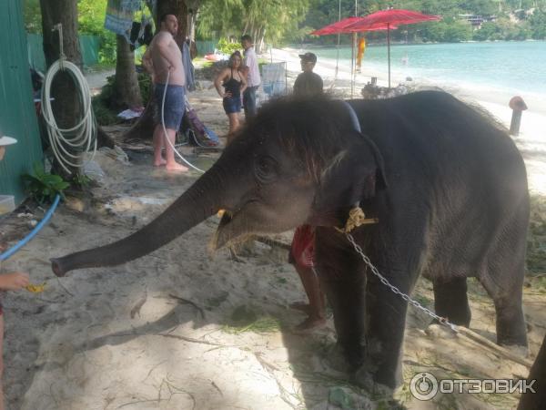 Пляж Tri Trang Beach (Таиланд, о. Пхукет) фото