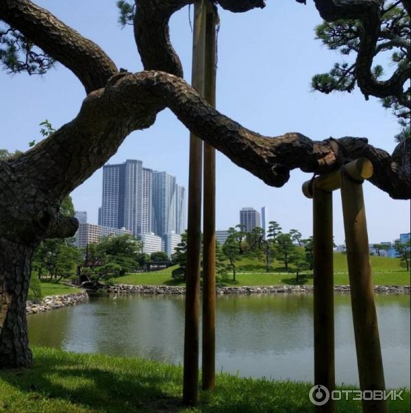 Hama Rikyu Gardens (сосна, которой 300 лет)