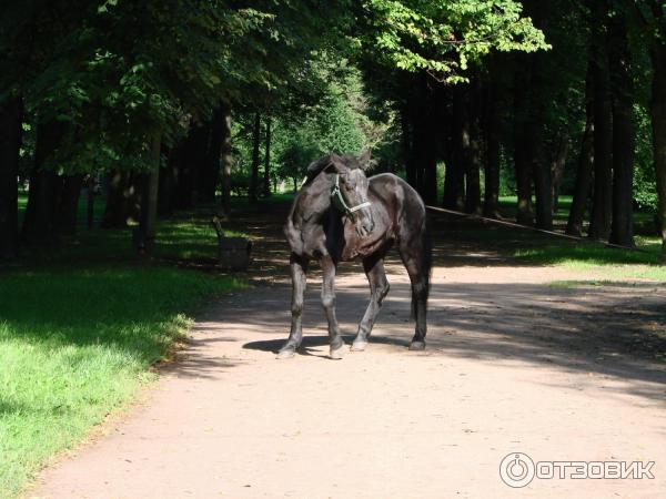 Парк Екатерингоф (Россия, Санкт-Петербург) фото