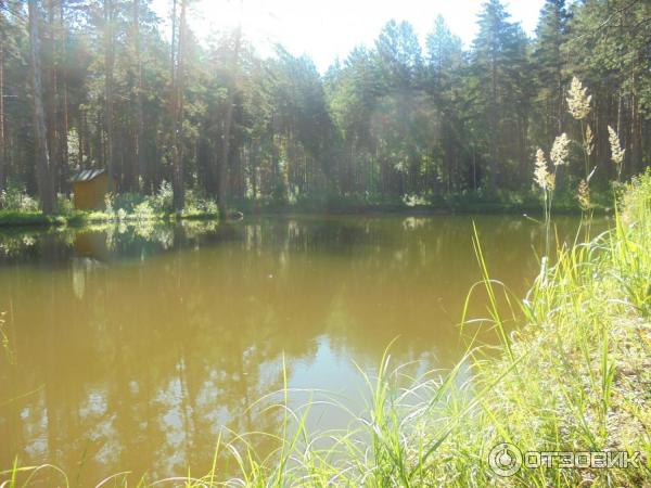 Пруд на платной рыбалке