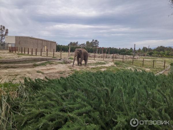 слоненок по имени Измир