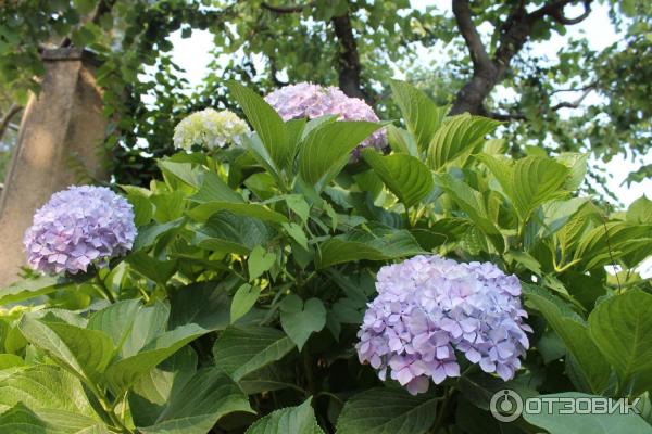 Экскурсия на виллу Чимброне (Италия, Равелло) фото