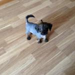 Голая Китайская хохлатая собака фото