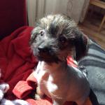 Голая Китайская хохлатая собака фото