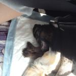 Голая Китайская хохлатая собака фото