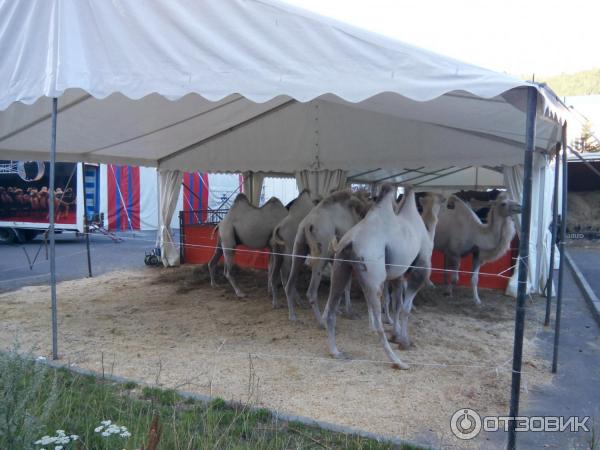 Международный цирк больших зверей братьев Гертнер фото