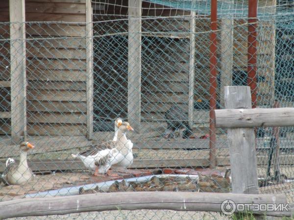 База отдыха Гуселетовские плесы (Россия, Алтайский край) фото