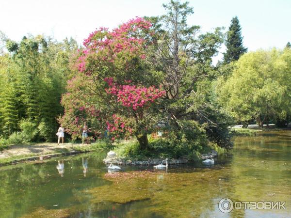 Дендрологический парк Южные культуры (Россия, Адлер) фото