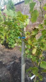 Dobri-sad.ru - Питомник саженцев "Добрый сад" фото