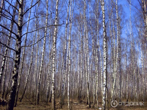 Национальный парк Лосиный Остров (Россия, Москва) фото