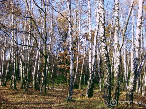 Национальный парк Лосиный Остров (Россия, Москва) фото