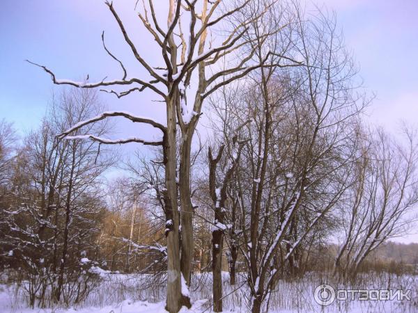 Национальный парк Лосиный Остров (Россия, Москва) фото