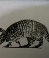 saxarosa
