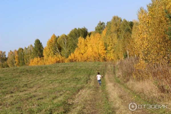 медведь-камень