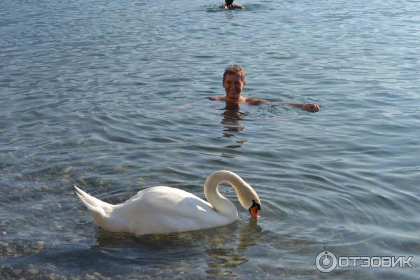 Отдых в г. Монтре (Швейцария, Монтре) фото