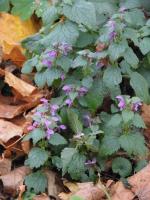 Историко-культурный природно-ландшафтный музей-заповедник "Усадьба С. Н.Худекова" (Россия, Ерлино) фото