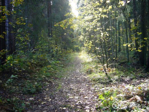 Фрагмент красивого вида в парке.