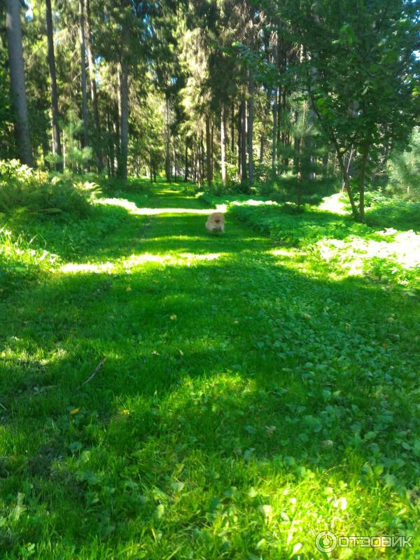 Парк-отель Воробьи (Россия, Обнинск) фото