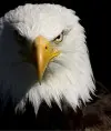 apsi