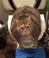 pechenkabro