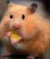 hamster123