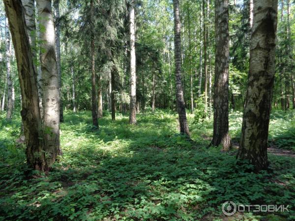 Музей-заповедник Павловск (Россия, Санкт-Петербург) фото