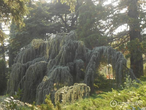 Никитский Ботанический сад (Россия, Ялта) фото