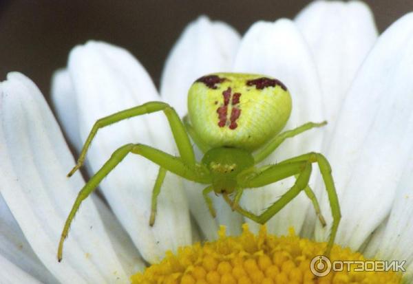 Цифровой фотоаппарат панасоник фото макро паук