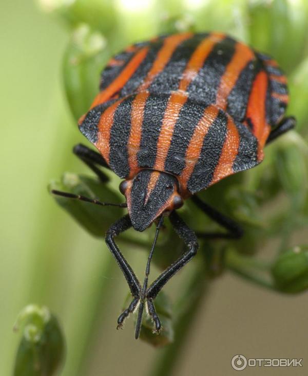 Цифровой фотоаппарат Panasonic Lumix DMC-FZ8