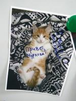 Приют для кошек "Муркоша" (Россия, Москва) фото