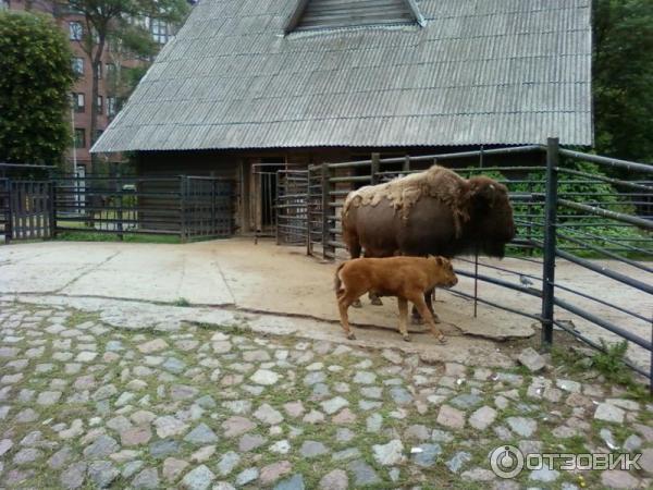 Калининградский зоопарк (Россия, Калининград) фото