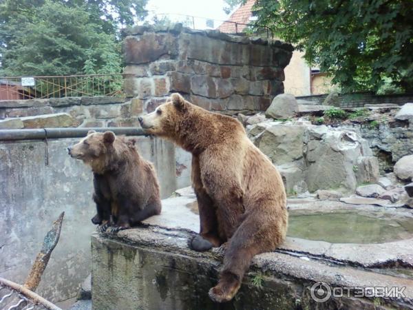 Калининградский зоопарк (Россия, Калининград) фото