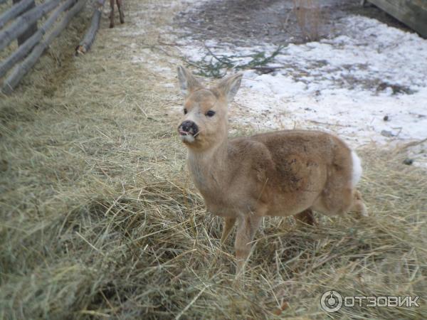 Экскурсия на Племенную конеферму в г. Белокуриха (Россия, Алтайский край) фото