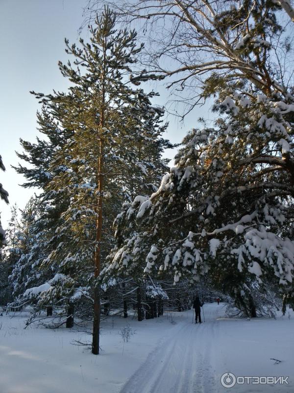 Большой круг лыжни, сквозь лес