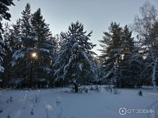 Лес, вокруг комплекса Джайляу