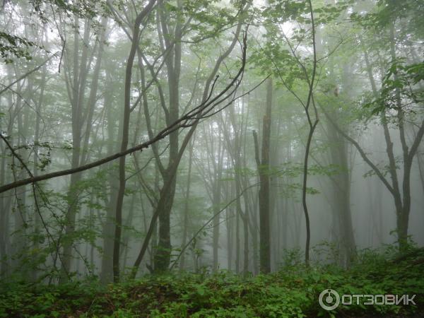 Экскурсия на гору Мамзышха (Абхазия, Гагры) фото