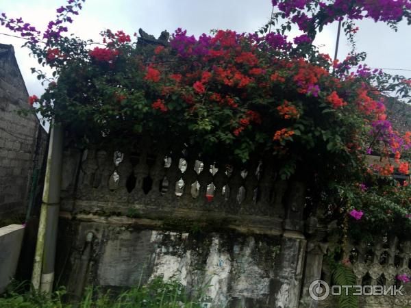 Клубничная ферма Bali Strawberry Farm and resting area (Индонезия, Бали) фото