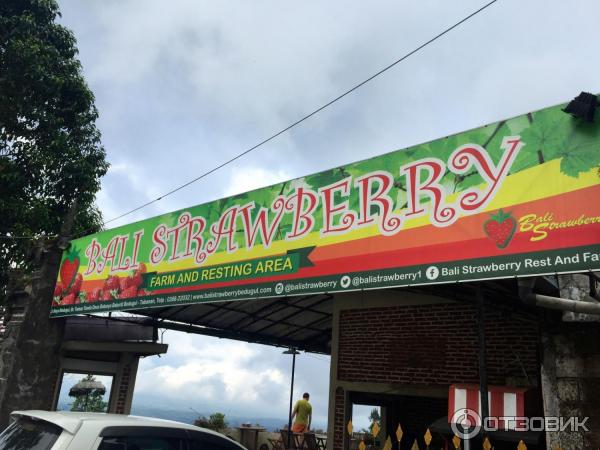 Клубничная ферма Bali Strawberry Farm and resting area (Индонезия, Бали) фото