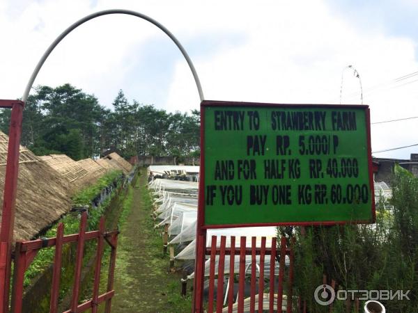 Клубничная ферма Bali Strawberry Farm and resting area (Индонезия, Бали) фото