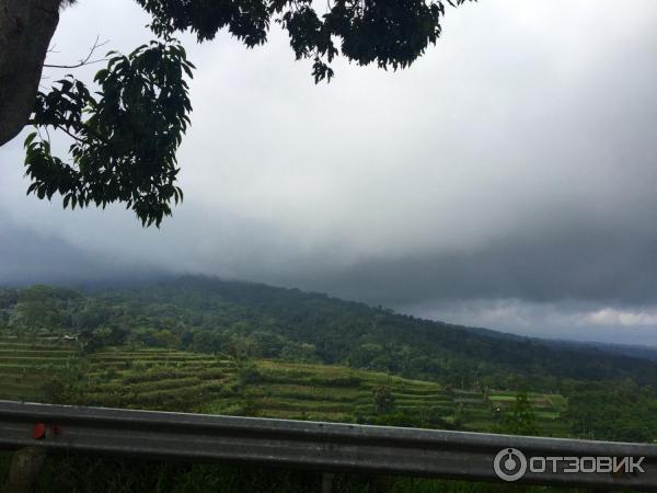 Клубничная ферма Bali Strawberry Farm and resting area (Индонезия, Бали) фото