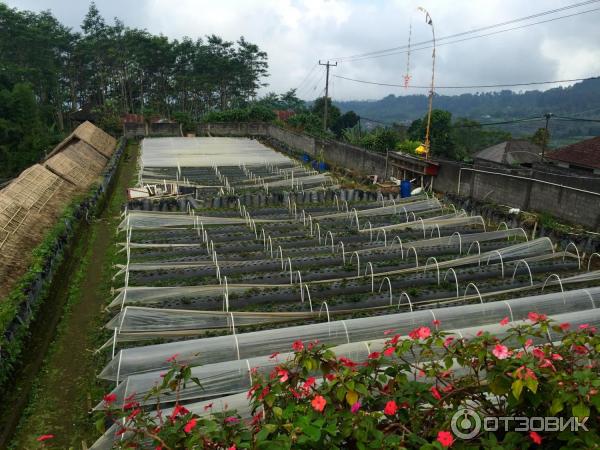 Клубничная ферма Bali Strawberry Farm and resting area (Индонезия, Бали) фото