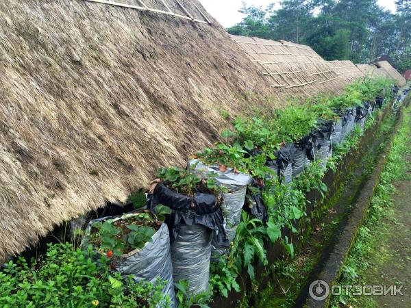 Клубничная ферма Bali Strawberry Farm and resting area (Индонезия, Бали) фото