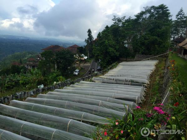 Клубничная ферма Bali Strawberry Farm and resting area (Индонезия, Бали) фото