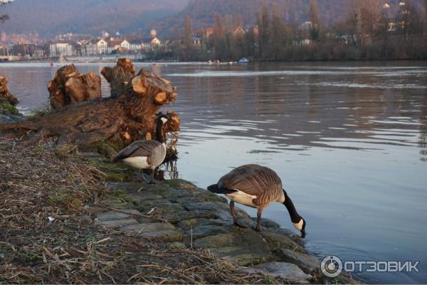 Экскурсия в г. Гейдельберг (Германия) фото