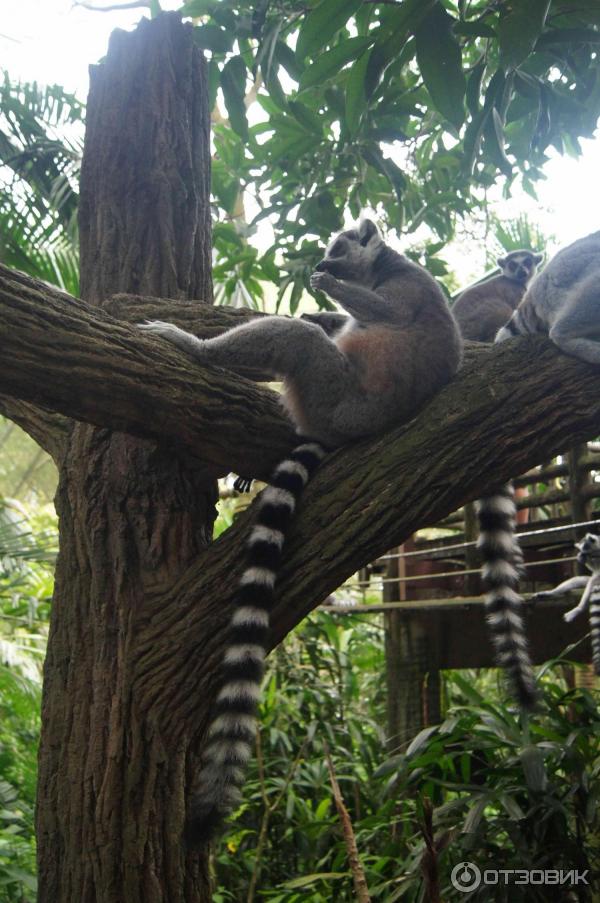 Сингапурский зоопарк (Сингапур) фото