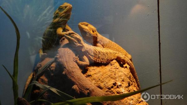 Сингапурский зоопарк (Сингапур) фото