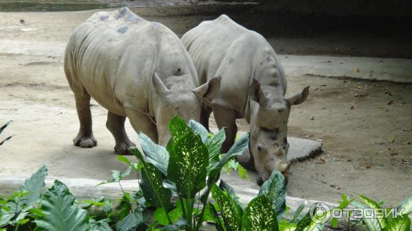 Сингапурский зоопарк (Сингапур) фото
