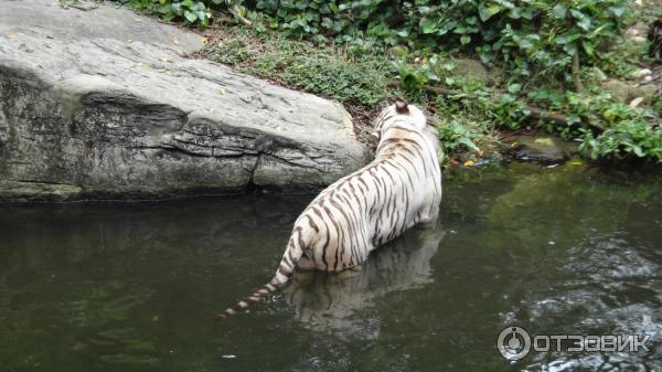 Сингапурский зоопарк (Сингапур) фото